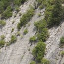 스트로마톨라이트 이미지