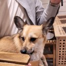 개맛있개 이미지