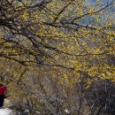 지리산산수유 이미지