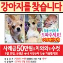 강아지를찾습니다,고양이를찾습니다,강아지,고양이,전단지,동물찾기,실종,분실,신고,유실 이미지