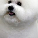 애견멀티샵 이미지