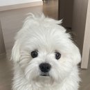 살롱드 댕댕 네이버블로그