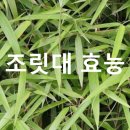 선비식품