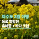하도별방진 | 제주도 3월 여행 추천, 별방진 유채꽃포인트 + 바다 조합