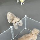 모여라댕댕이 이미지