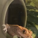 모니아(MONIA) 이미지