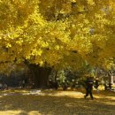 하곡마을 | 경주 하곡리 은행나무 단풍다녀온 후기