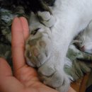 핑크젤리 이미지