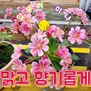 맑고 향기롭게 이미지