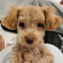 꽃단장 애견미용실 이미지