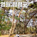 관음송 | 영월 가볼만한곳 단종 유배지 청령포 관음송 입장료 배시간 내돈내산