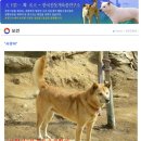 한국진돗개육종연구소 이미지