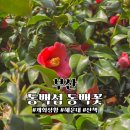 동백섬입구(웨스틴조선비치) | 부산 동백섬 동백꽃 개화 누리마루 APEC 하우스 해운대 산책