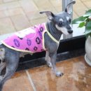 도그앤 제이 이미지