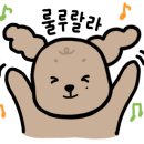 배곧일리오애견미용