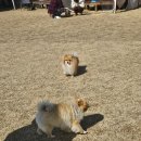 멍스타그램 이미지