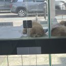 야옹아멍멍해봐(주월점) 이미지