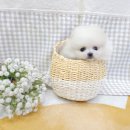 펫앤펫 인천점 강아지분양의 모든것 | 인천 간석동강아지분양 애견분양 받을때 알아두면 좋은 곳