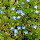 우리민들레약국 이미지