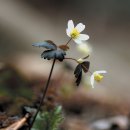 바람꽃( 이선희) & 바람꽃사진.( 퍼옴) 이미지