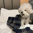 안용 | 하우모리 블랭킷 후기｜베개 베고 자는 강아지에게 잘 맞았던 겨울 반려동물 담요
