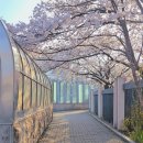 부평구청역 9번 출구 | 굴포천 벚꽃 산책 인천 부평구청 벚꽃 스팟