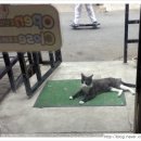 개거품그루밍 네이버블로그