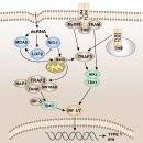 면역반응의 시작!! pattern recognition receptor(Toll-like receptor) 탐구 2021 네이처! 이미지
