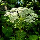 함양 오르고 남덕유산 산행 이미지