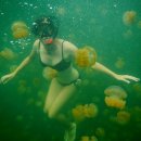 세계의 명소와 풍물 149 - 팔라우, 해파리호수(Jellyfish Lake) 이미지