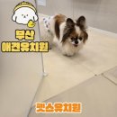 분도유치원 | 부산 해운대 광안리 애견호텔 위치 좋은 펫호텔로 추천