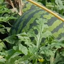 대산농협주유소 이미지