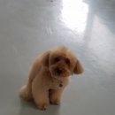 버블펫 이미지