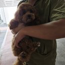 리틀파우스 이미지