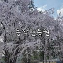 봄인 | 꽃이 지고나서야 봄인줄 알았던 현충원 벚꽃놀이 후기