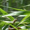 함께할개 사랑할개 이미지