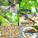 예덕피부관리 | # 예덕 나무 효능 완전 정리 - 건강에 좋은 이유 총정리