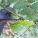 10/26)부산봉화산의 초피나무 제비나비애벌레외 이미지