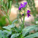 비단향꽃무 이미지