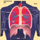 Re: 횡격막의 실체 이미지