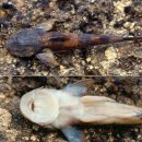 오리노코(orinoco) 이미지