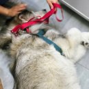 이룸외과동물병원 이미지