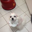 미니 앤 바니 애견샵 이미지