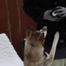 두리멍쉴 애견유치원 이미지