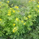 아젤리아 펜션 이미지