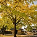 은행마을 이미지