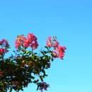 ㅡ벗에대한 그리움의꽃 배롱나무 꽃ㅡ부산 삼락공원에서.. 이미지