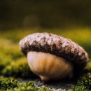 도토리의꿈 이미지