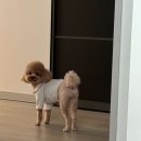 개이쁨샵 네이버블로그