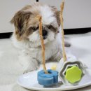 참플러스 덴탈 | 까까츄 #8 | 네이버 펫 바우처 할인 및 사용법, 잇츄 덴탈껌부터 츄잇 터키츄까지 득템한 후기